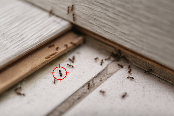 Best Commercial Pest Control Services  in Grayson Vley, AL