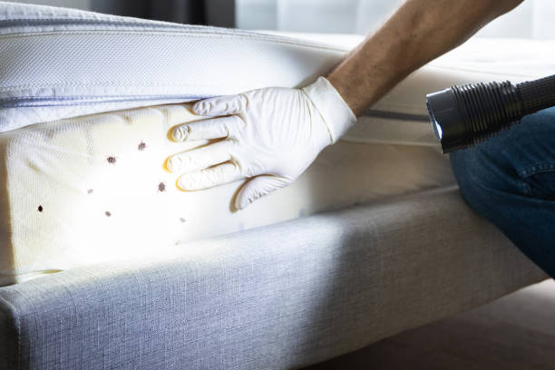 Best Wasp Removal Services  in Grayson Vley, AL