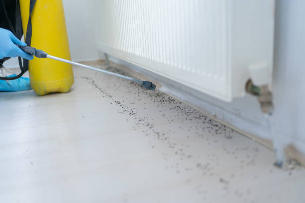 Best Mosquito Control Services  in Grayson Vley, AL